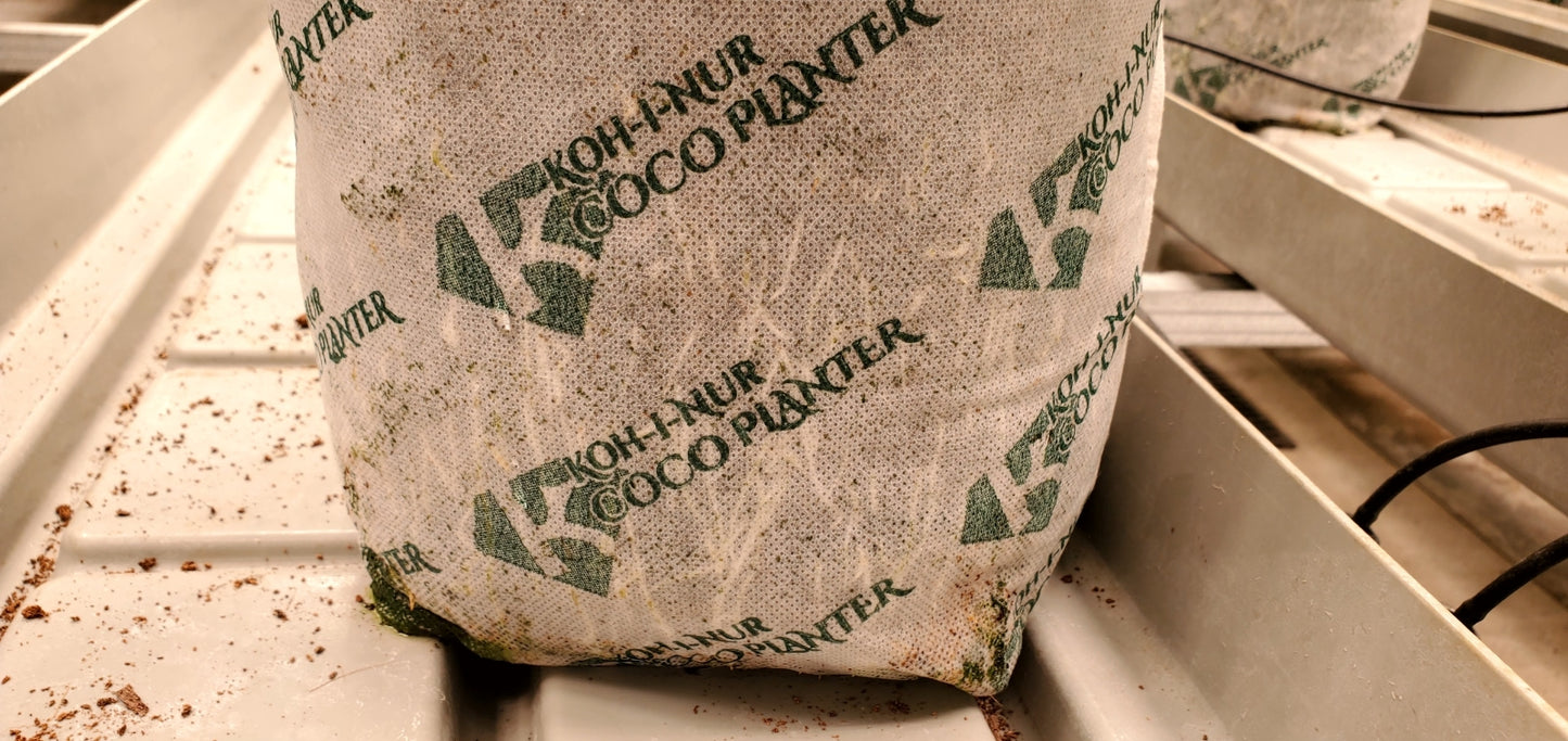 Everan Coco Brick 1 gallon